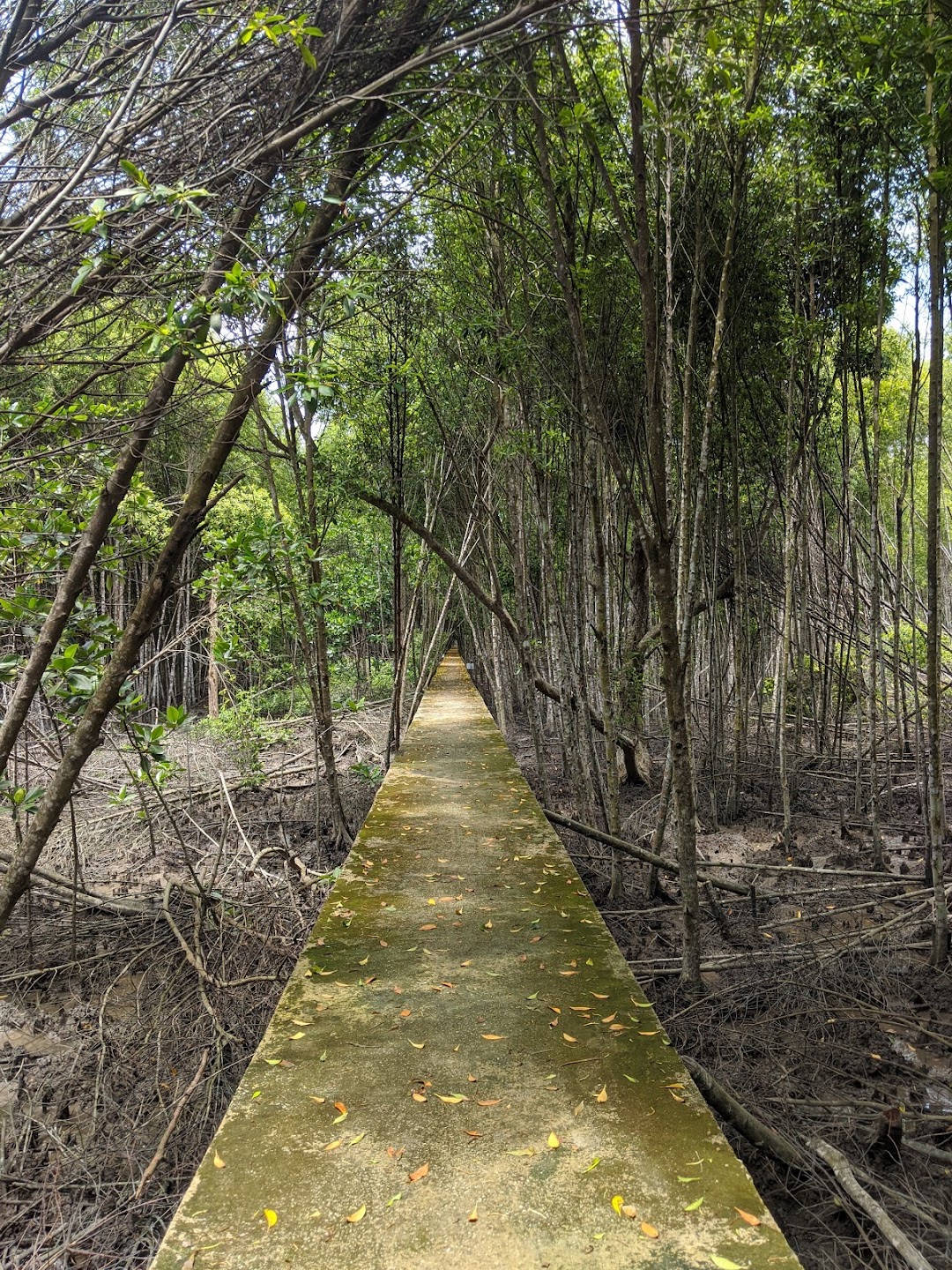 Mangrove Boardwalk (Kuala Selangor Nature Park)