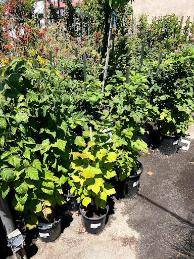 Plant Nursery «San Gabriel Nursery & Florist», reviews and photos, 632 S San Gabriel Blvd, San Gabriel, CA 91776, USA