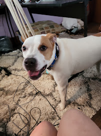 VCA New London Animal Hospital - Photo 2 - Car repair in Waterford, CT, Norwich