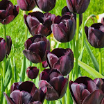 Photo n°2 de l'avis de Peter.o fait le 13/05/2023 à 19:23 sur le  Junge Die Bäckerei. Bansin à Heringsdorf