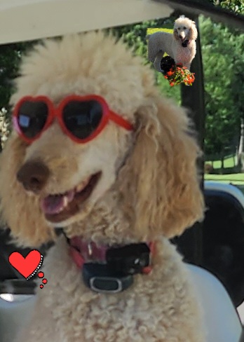 Golf Club «Prestwick Village Golf Club», reviews and photos, 136 Inverness, Highland, MI 48357, USA