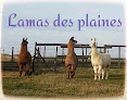 Lamas des plaines Châteauneuf-de-Galaure