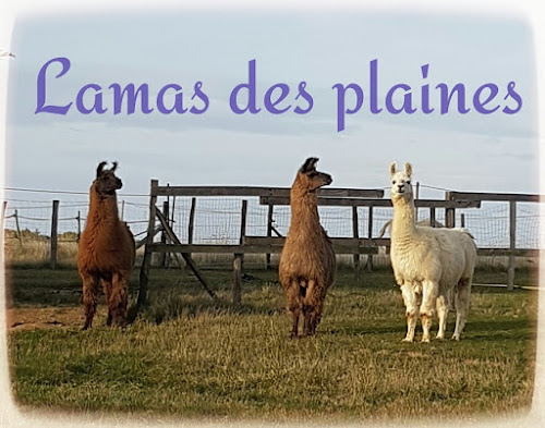 Centre de loisirs Lamas des plaines Châteauneuf-de-Galaure