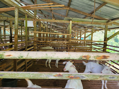 Susu Kambing Janda Baik Goat Farm