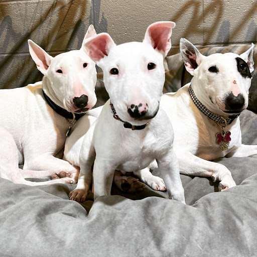 Bicycle Store «Urban Bicycle Gallery», reviews and photos, 4814 Nett St, Houston, TX 77007, USA