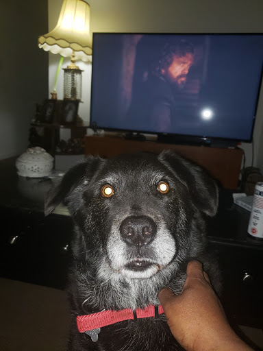 Pet Supply Store «Pet Bowl», reviews and photos, 807 N Houk Rd, Delaware, OH 43015, USA