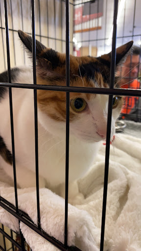 Pet Supply Store «Pet Food Express», reviews and photos, 5148 Stevens Creek Blvd, San Jose, CA 95129, USA