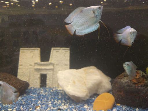 Pet Store «The Pet Pad», reviews and photos, 1239 NW Maynard Rd, Cary, NC 27513, USA