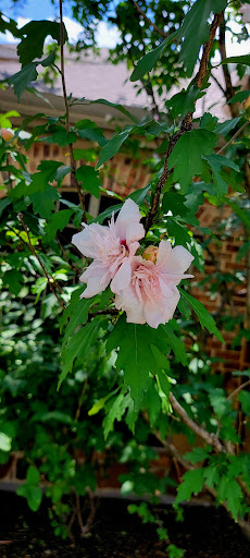 Park «Gabe Nesbitt Community Park», reviews and photos, 7001 Eldorado Pkwy, McKinney, TX 75070, USA