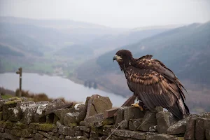 Wings Of Wales image