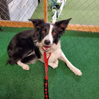 Pawsitive Partners - Photo 3 - Car repair in Indianapolis, IN, Indianapolis