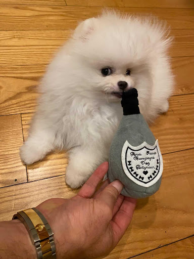 Pet Supply Store «Unleashed by Petco», reviews and photos, 308 Washington St, San Diego, CA 92103, USA