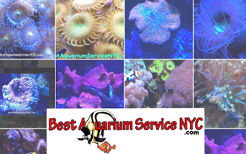 Best Aquarium Service NYC, Inc. image