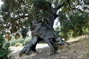 Encina de las Tres Patas image