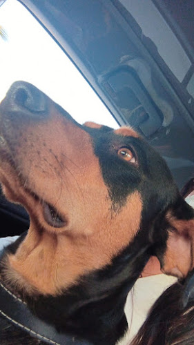 Teléfono de Hospital Veterinario City Can