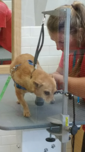 Pet Supply Store «Petco Animal Supplies», reviews and photos, 6720 Fox Centre Pkwy, Gloucester Courthouse, VA 23061, USA