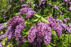 Lilac Garden image