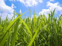 Cloverleaf Lawn & Landscapes, LLC. - Car repair in , Kalamazoo - Rated 4.2/5