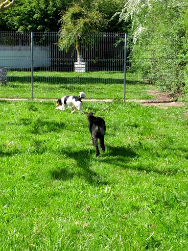 Las mascotas de Ines - Alsasua