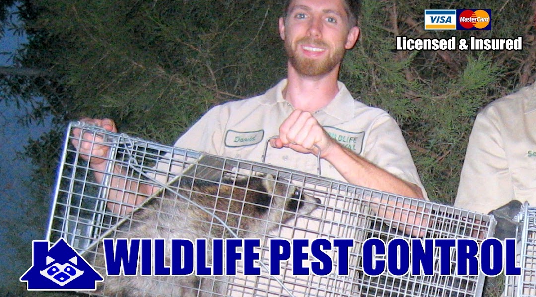 Boca Wildlife Pest Control