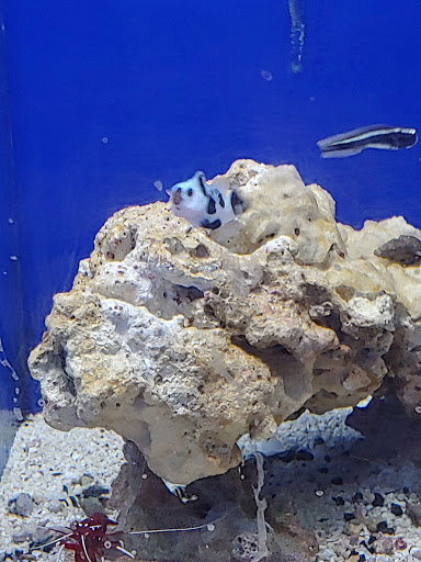 Tropical Fish Store «Pisces Reef Fish Emporium, LLC», reviews and photos, 9326 W Sahara Ave, Las Vegas, NV 89117, USA