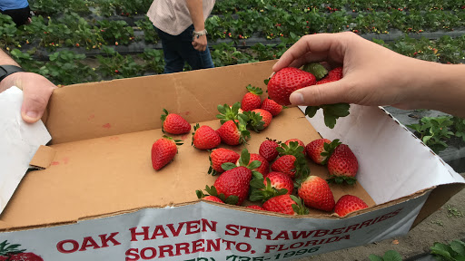 Farm «Oak Haven Farms», reviews and photos, 32418 Avington Rd, Sorrento, FL 32776, USA