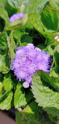 Florist «The Garden», reviews and photos, 155 Main St N, Woodbury, CT 06798, USA