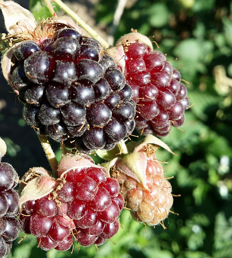 Produce Market «B&P Hitz Fruit Farm (Apples N Produce)», reviews and photos, 14070 Wilco Hwy NE, Woodburn, OR 97071, USA