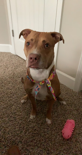 Pet Groomer «A Klassy Lassie, LLC», reviews and photos, 30 Old Jackson Rd, McDonough, GA 30252, USA