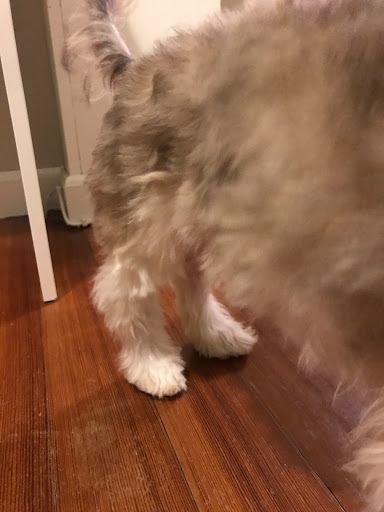 Pet Groomer «Sandy Paw Pet Spa & Boutique», reviews and photos, 44 Woodside Ave, Winthrop, MA 02152, USA