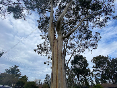 Lizzie the Arborist