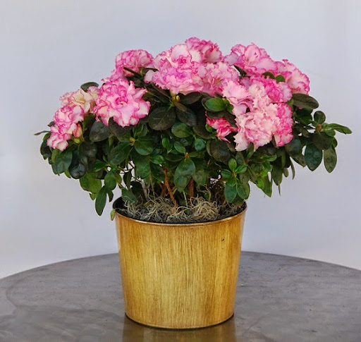 Crescenta Valley Flowers image