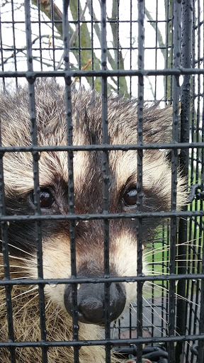Humane Raccoon Removal Orange County