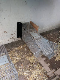 Wildlife Trapper Pro - Photo 6 - Car repair in Brooklyn, NY, New York