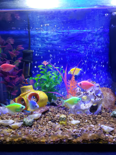 Pet Store «Pet Town», reviews and photos, 7804 Florence Ave, Downey, CA 90240, USA