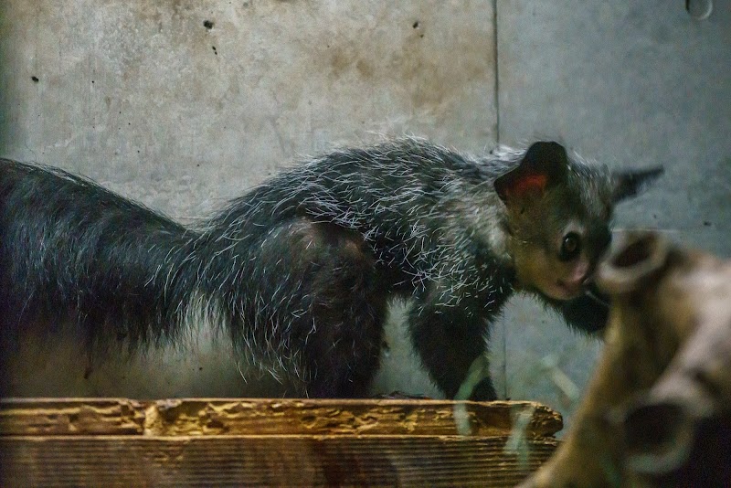 アイアイの森 上野動物園