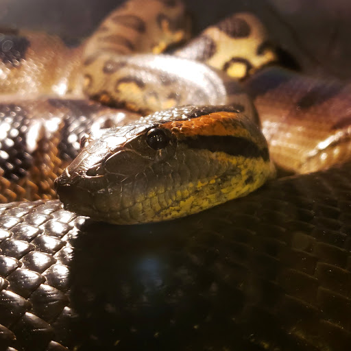 Pet Store «Miles of Exotics», reviews and photos, 8350 N Broadway, Kansas City, MO 64118, USA