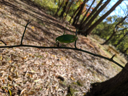 Nature Preserve «Rancocas Nature Center», reviews and photos, 794 Rancocas Mt Holly Rd, Westampton, NJ 08060, USA