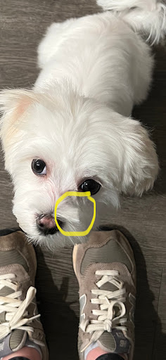 Pet Supply Store «Woof Gang Bakery Charleston», reviews and photos, 341 King St, Charleston, SC 29401, USA