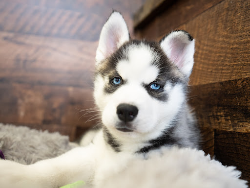 Pet Store «Petland», reviews and photos, 10289 Ulmerton Rd, Largo, FL 33771, USA