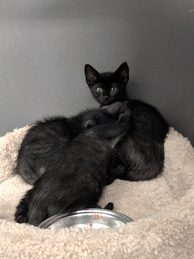 Pet Supply Store «Pet Supplies Plus», reviews and photos, 2927 Riley Fuzzel Rd #400, Spring, TX 77386, USA