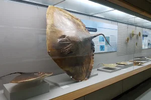 Busan Marine Natural History Museum image