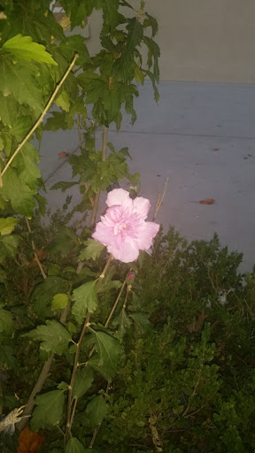 Coffee Shop «The Bird Stop», reviews and photos, 702 Main St, Caldwell, ID 83605, USA