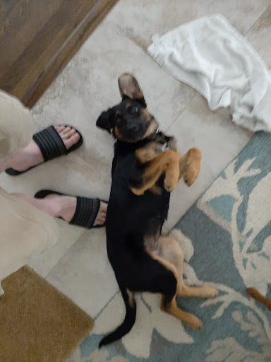 Pet Supply Store «PetSmart», reviews and photos, 1157 E North Ave, Belton, MO 64012, USA