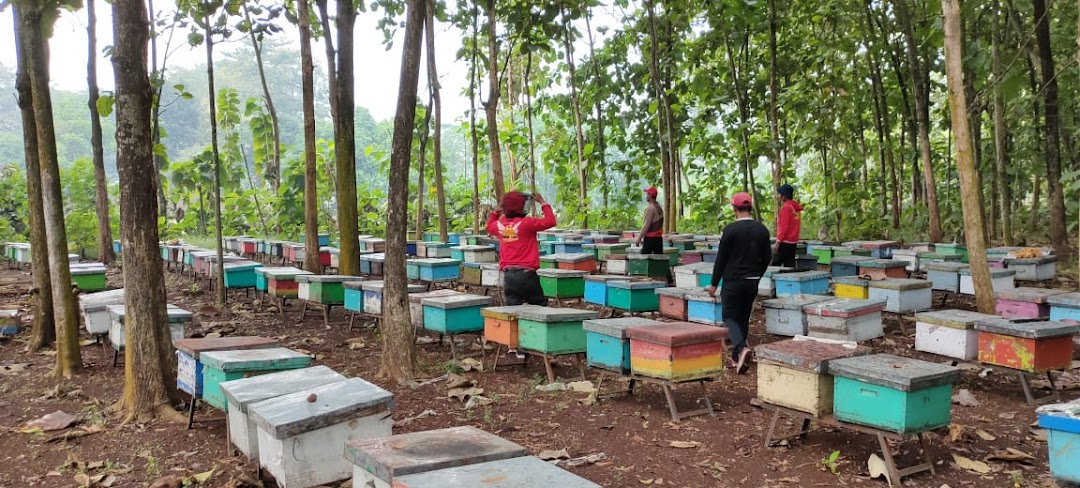 Madu Asli Mojokerto