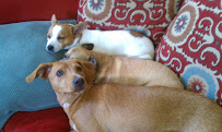 Pampered Pooch Dog Boarding & Daycare - Photo 3 - Car repair in Fort Myers, FL, Cape Coral