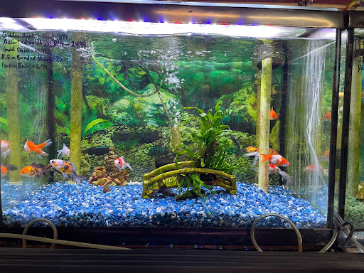 Tropical Fish Store «Superway Aquarium», reviews and photos, 177 Tennyson Rd, Hayward, CA 94544, USA