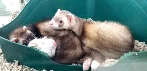 Pet Store «Petland», reviews and photos, 1514 Stonecreek Dr, Pickerington, OH 43147, USA