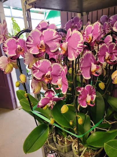 Orchidées de Prestige