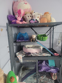 Pet Supplies Plus Raleigh - Photo 8 - Car repair in Raleigh, NC, Raleigh